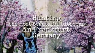 Hunting the most beautiful blossoms in Frankfurt | Exploring Germany | Emma's diary