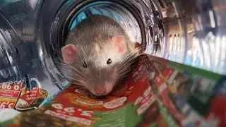Was gebe ich meinen Ratten zu Fressen?^^