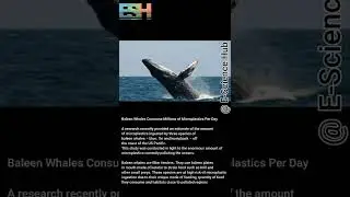 Baleen Whales Consume Millions of Microplastics Per Day