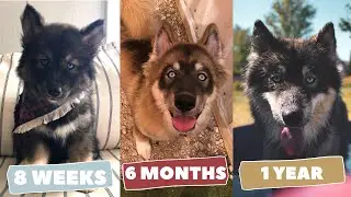 My Agouti Husky Puppy Growing Up | 8 Weeks to 1 Year Dog Transformation