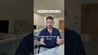 I Share My Thoughts on Indoor vs Outdoor Cats