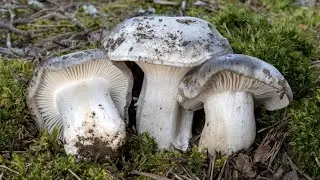 Mimetismo nel bosco: il fungo dormiente