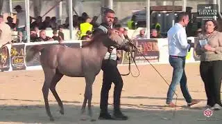 N.363 HIDAYAT AL MAJD - Manda Arabian Horse Show - Futurity Fillys 2024 C (Class 36)