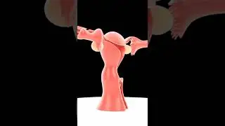 Tuba falopi on woman reproduktif system.