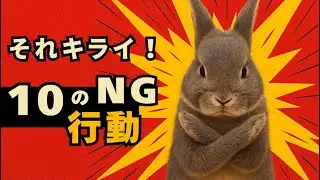 うさぎにやってはいけない10のNG行動｜知らずに嫌われてませんか？ 10 NG behaviors that should not be done to rabbits.