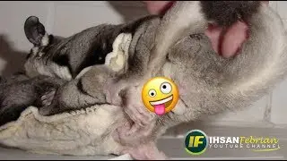 Dampak Perkawinan Sedarah Sugar Glider | Inbreeding
