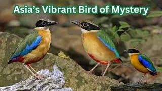 FairyPitta#WildlifeDocumentary#BirdsOfAsia#ColorfulBirds#AsiaWildlife#BirdLife