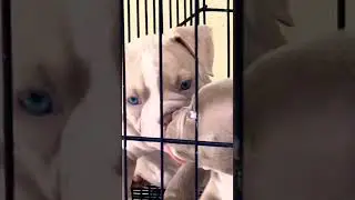 Bully puppy #americanbully4life #americanbullypuppies #bullyworld #dog #dogs #bullypedia