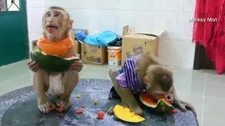 Mori And Dodo Very Excited Too See Watermelon