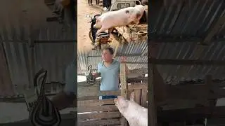 Mi primer d&iacute;a como comerciante de cerdos: &iexcl;caos total! 🤯🐖😂  #Comedia #ReelsDeComedia #Videos DeRisa