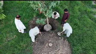 Garding | Big Nursery Plants |Mango nursery In Pakistan | Mango nursery #4 @BaazmaDaily 