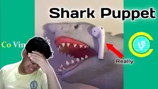 Shark Puppet Compilation 2019 (WTitles) Funny Shark Puppet Videos (REACTION) #try not to laugh
