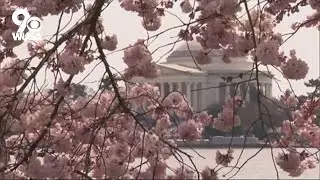 National Cherry Blossom Festival News Conference
