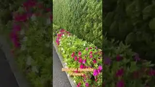 Beautiful Roadside Flowers in Toyota City, Japan #japan #traveljapan #bangladesh