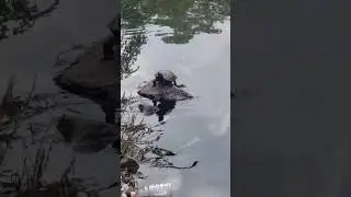 Turtle sunbathing on a rock