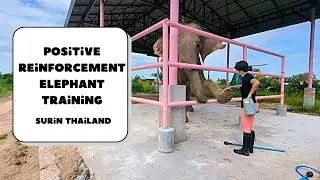 Positive Reinforcement Training for Asian Elephants | Duang Kay&rsquo;s Progress