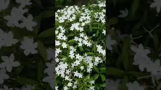 Mini Chandni Flower Plant...🌸🌸