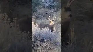Buck! #bucks #deerseason #muledeer #hiking #wildlife #naturelovers #naturephotography #shortanimals