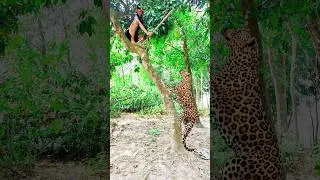 The boy is holding the tiger in the jungle#tiger #trending #reels #animals #vfx