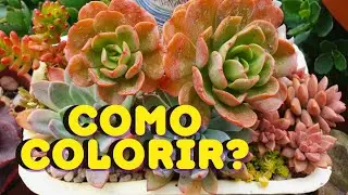 COMO TER SUCULENTAS COLORIDAS