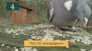 &lsquo;Big Garden Birdwatch 2023: UK Top Ten&rsquo;
