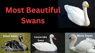 7 Most Beautiful Swans