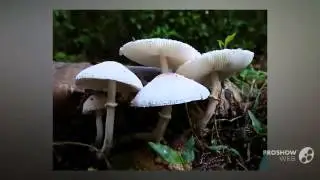 Lepiota cepistipes - fungi kingdom