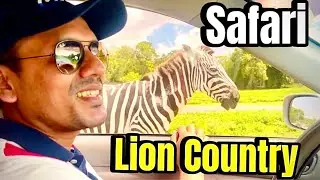 Lion Country Safari Tour | Drive-through Safari Park | Florida, USA