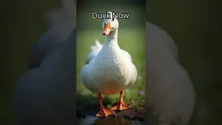 Then and Now Animals Part 2: Rat, Squirrel, Duck