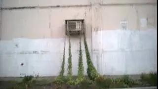 #Green Garden Gallery (3G) :: Висячие сады... Украины [Kyiv Forest Massive Style]