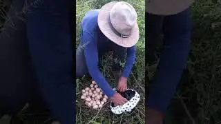 Um achado muito especial, quase 70 Ovos!! #vidanaroça #viraliza #viral #vidareal #natureza