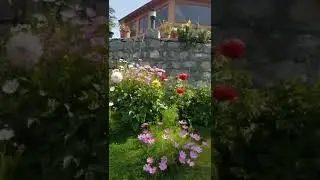 Arcadian Hotels and Resorts | Yellow Trips #shorts #shogran