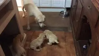 5 week old puppies learning boundaries through discipline