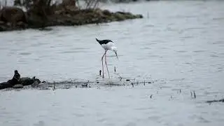 Black winged stilt - call