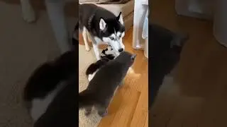 Dad Husky Yeets Bully Cat Into the Trash 😂🐕🐱 #HuskyDad #CatYeet #PetJustice