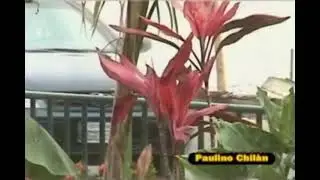 Las Flores.Paulino Chilan Pezo