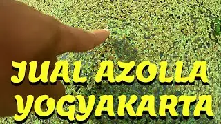 Jual Azolla Yogyakarta