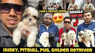 Cheapest Dogs Market In Delhi/ NCR | German Shepherd, Husky, Shihtzu | Dogs in 699₹ | Sky Pet Shop