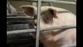 Stop het houden van varkens in kooien in de vee-industrie