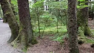 Sitka National Historical Forest w/Totem Poles