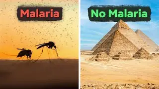 After 6,000 Years: Egypt Is Finally Malaria-Free