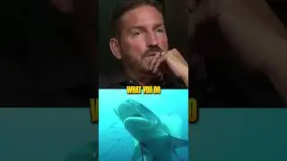 How to Survive a Great White Shark Attack 🤯
