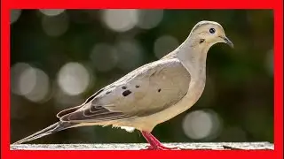 Mourning Dove Song! Mourning Dove Call! Mourning Dove Sound - Huilota Com&uacute;n Canto - Zenaida Macroura