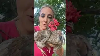 Rooster Drama&hellip; 🥴🐓