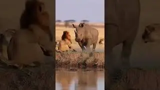 warthog vs lions🦁🤭 Funny Moments😋😋 Epic showdown in the wild #wildlife #nature #animalbattle