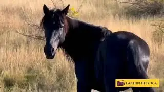 Şuşa və Cəbrayılda davam edən tikinti işləri.Xankəndi və Qubadlı.Bəyənin və Abunə olun.