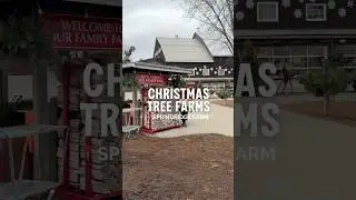 Christmas Tree Farms - Springridge Farm