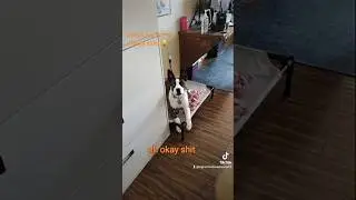 SO MUCH ATTITUDE 🤣😁 #puppyparenting