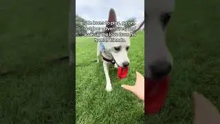 Noe needs a home!