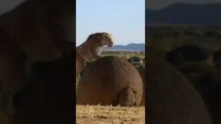 GIANT Armadillos!